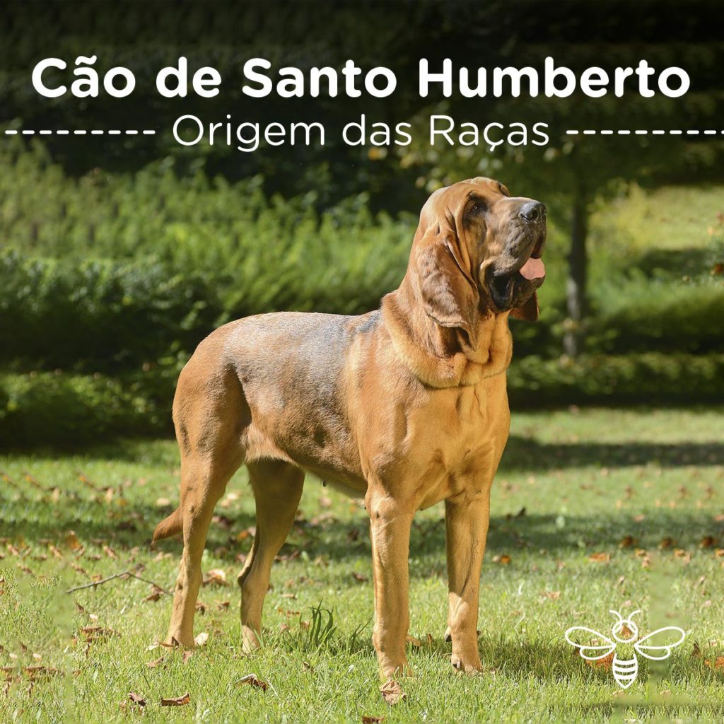 Cão de Santo Humberto (Bloodhound) - Raças de Cães