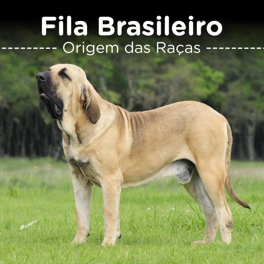 Fundo Mastim Brasileiro Ou Fila Brasileiro Fila Cachorro Mamífero