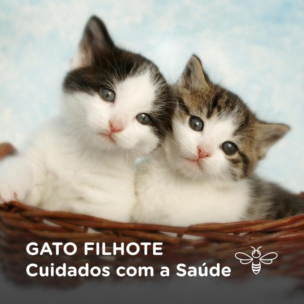 Gato Filhote - Cuidados com a saúde