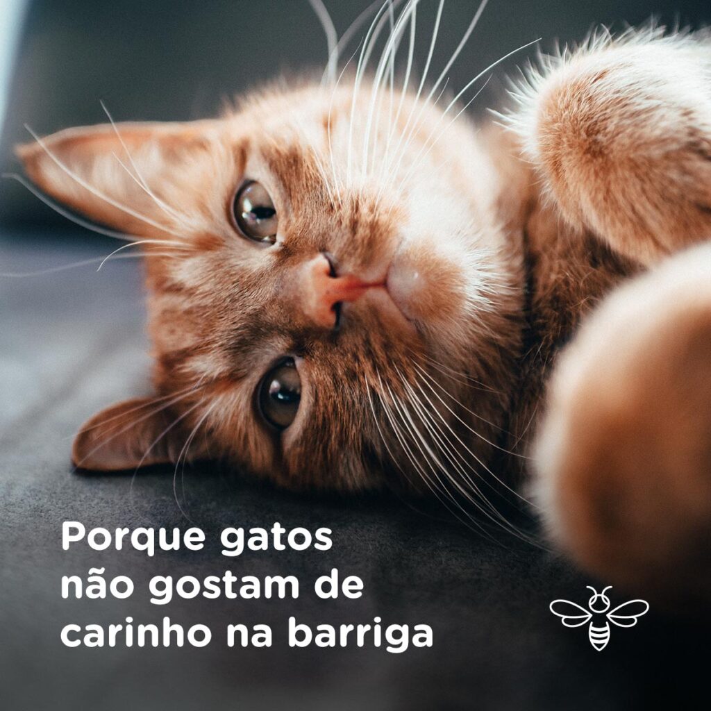 Porque gatos não gostam de carinho na barriga