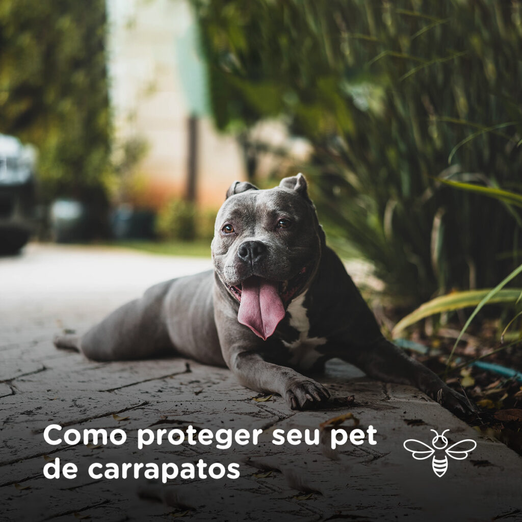 Como proteger seu pet de carrapatos