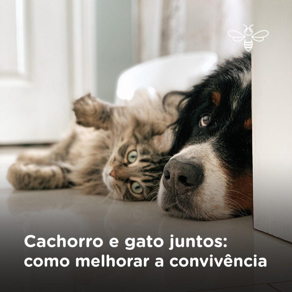 Cachorro e gato juntos como melhorar a convivência