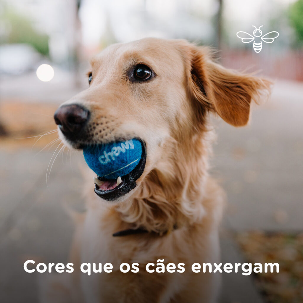 Cores que os cães enxergam segundo estudos científicos